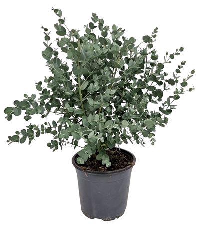 <h4>Eucalyptus Gunnii Bush</h4>