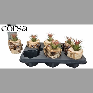 ARR TILLANDSIA