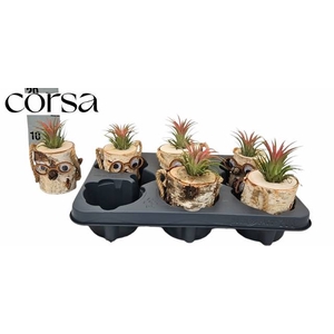 ARR TILLANDSIA
