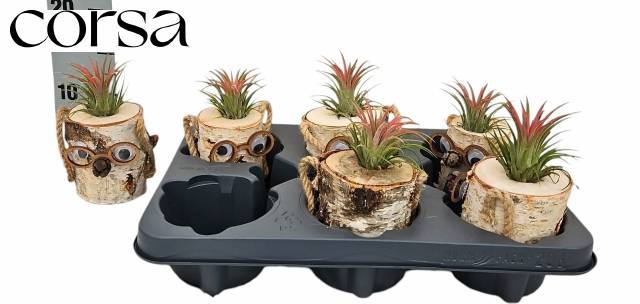 <h4>ARR TILLANDSIA</h4>