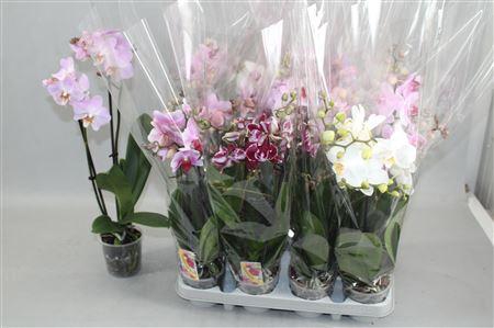 <h4>Phal Gem</h4>