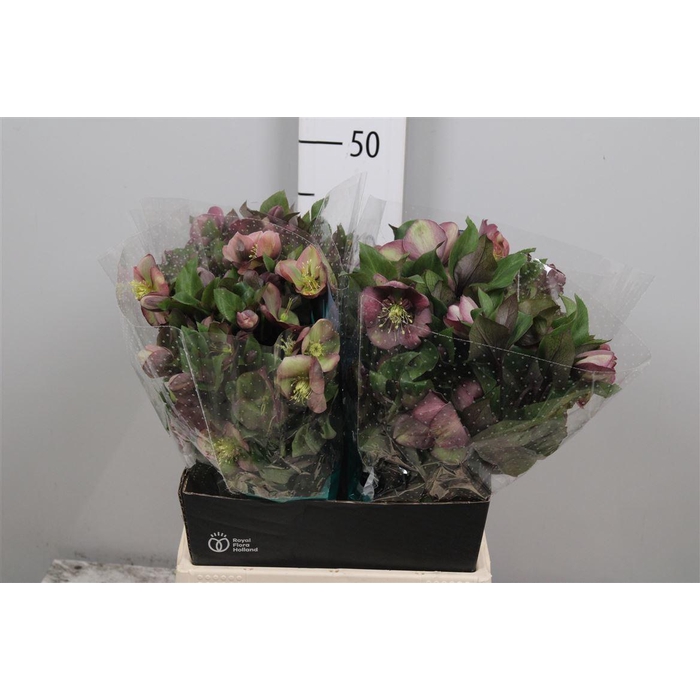 <h4>Hell Mammoth Pink</h4>