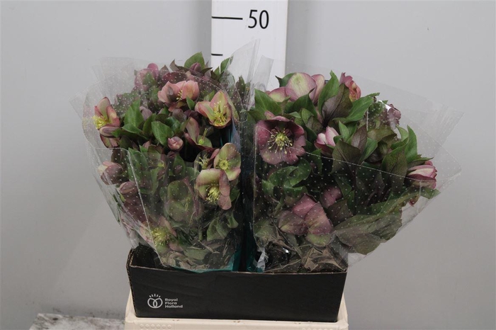 <h4>Hell Mammoth Pink (x20)</h4>