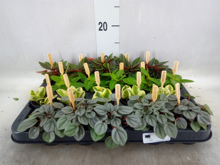 <h4>Peperomia   ...mix</h4>