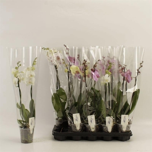 PHAL GEM