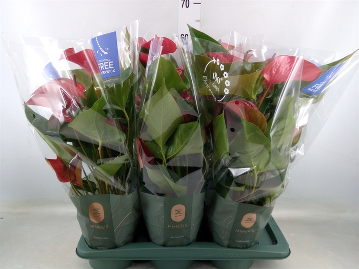 <h4>Anthurium andr. 'Karma Red'</h4>