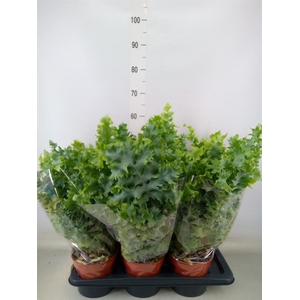 Phlebodium aureum 'Davana'