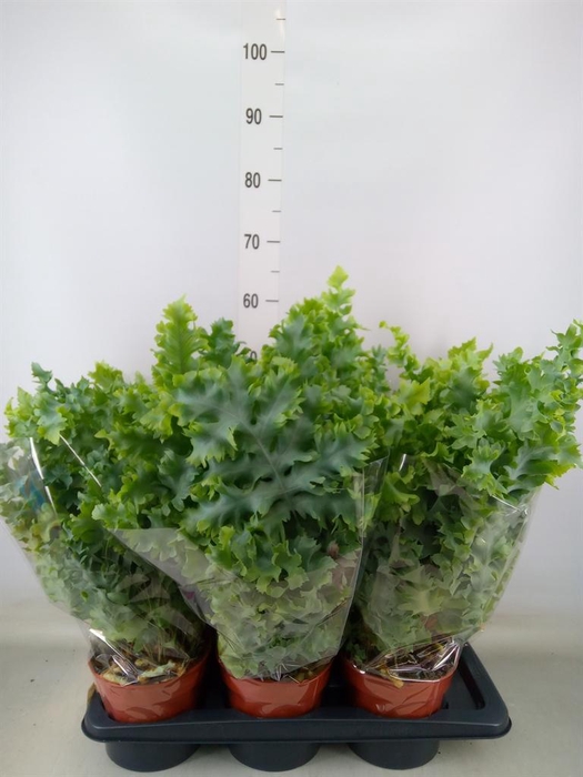 <h4>Phlebodium aureum 'Davana'</h4>