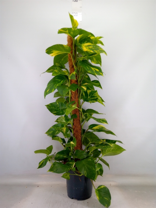 <h4>Epipremnum pinn.   ...moss stick</h4>