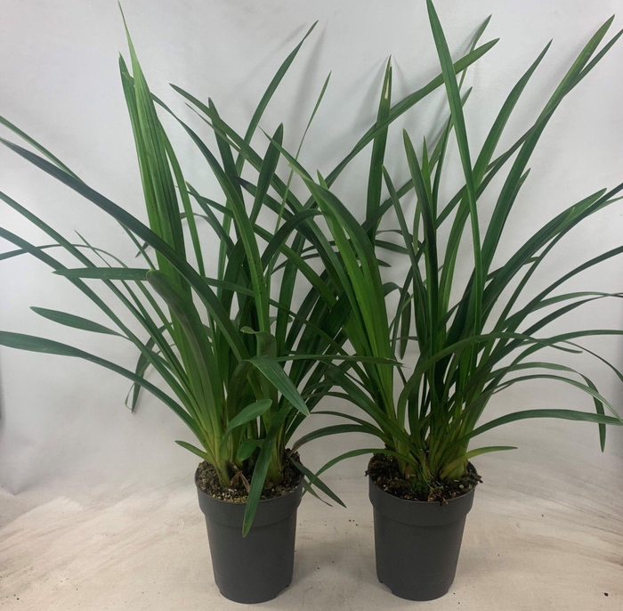 <h4>CYMB OVERIG</h4>