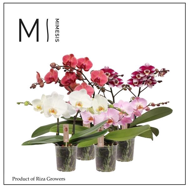 <h4>Phalaenopsis Wave mélangé</h4>