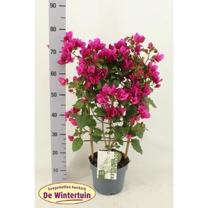 BOUGAINV SANDERIANA