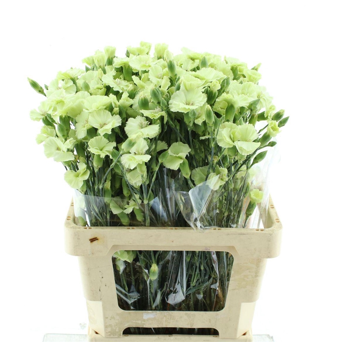 <h4>Di Tr Simply Bern Green Extra</h4>