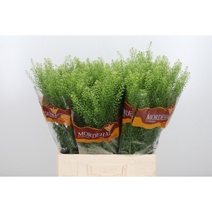 Lepidium Green Bell