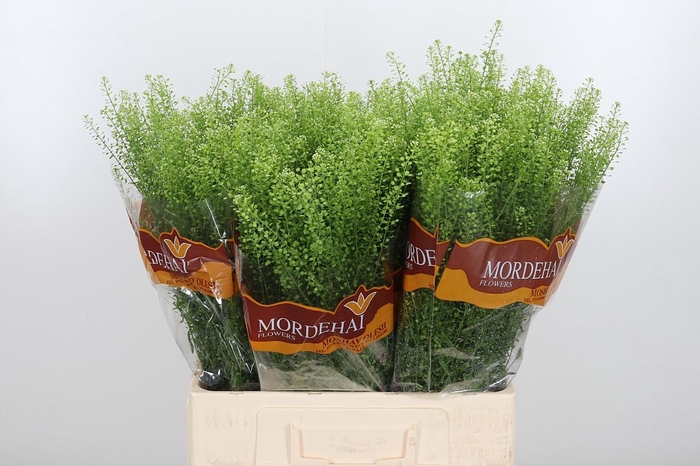 <h4>Lepidium Green Bell</h4>