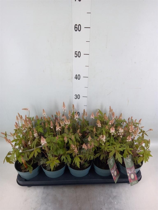 <h4>Tiarella cordifolia</h4>