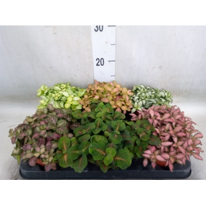 Fittonia   ...mix