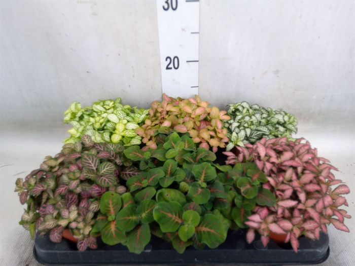 <h4>Fittonia   ...mix</h4>