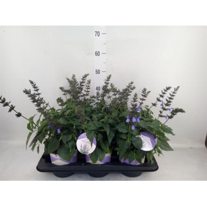 Salvia  'Salgoon Lake Como'
