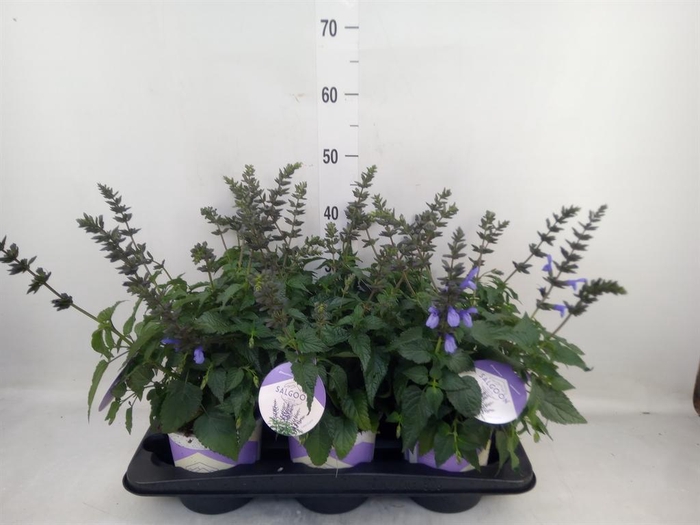 <h4>Salvia  'Salgoon Lake Como'</h4>