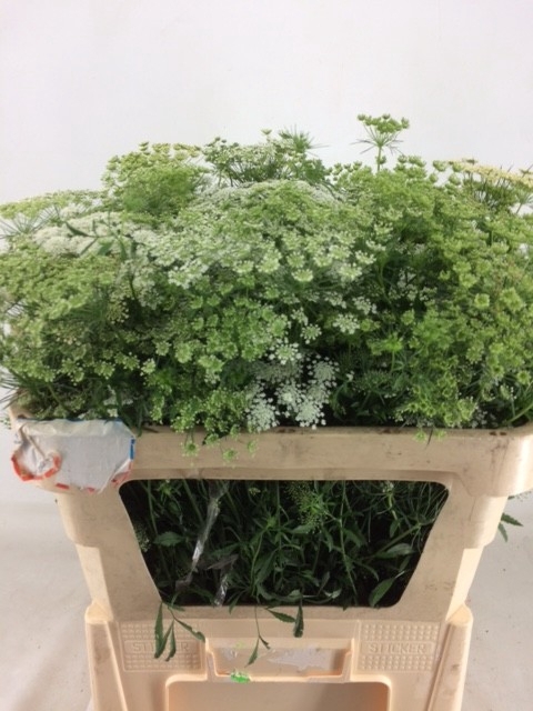 <h4>AMMI MAJUS GRACELAND</h4>