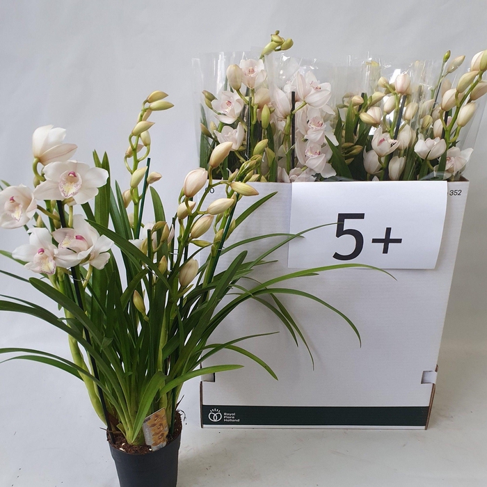 <h4>CYMB OVERIG</h4>