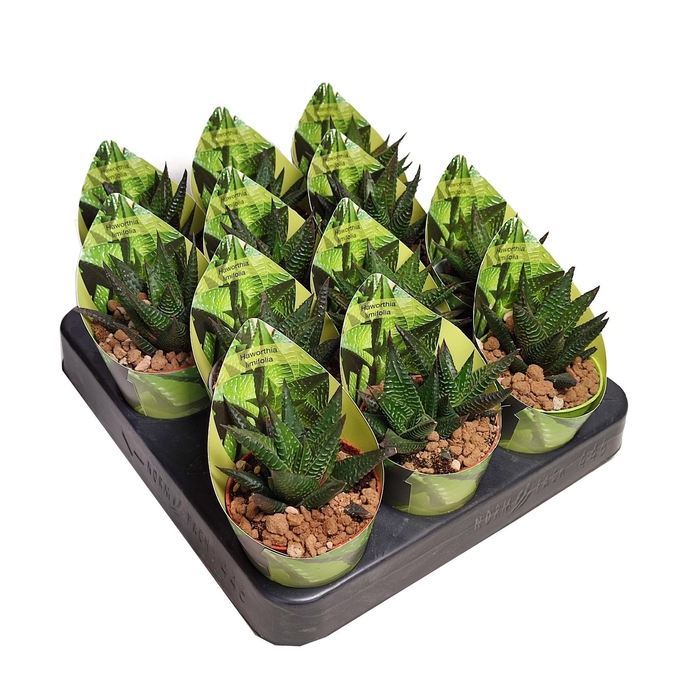 <h4>HAWO LIMIFOLIA</h4>