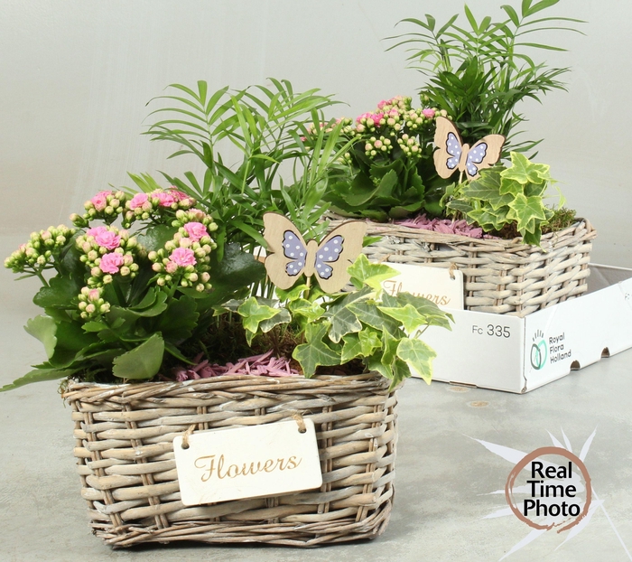 <h4>ARR KAMERPL</h4>