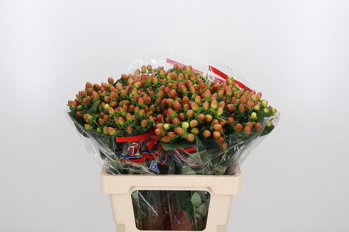 <h4>Hyp Globo Coral</h4>