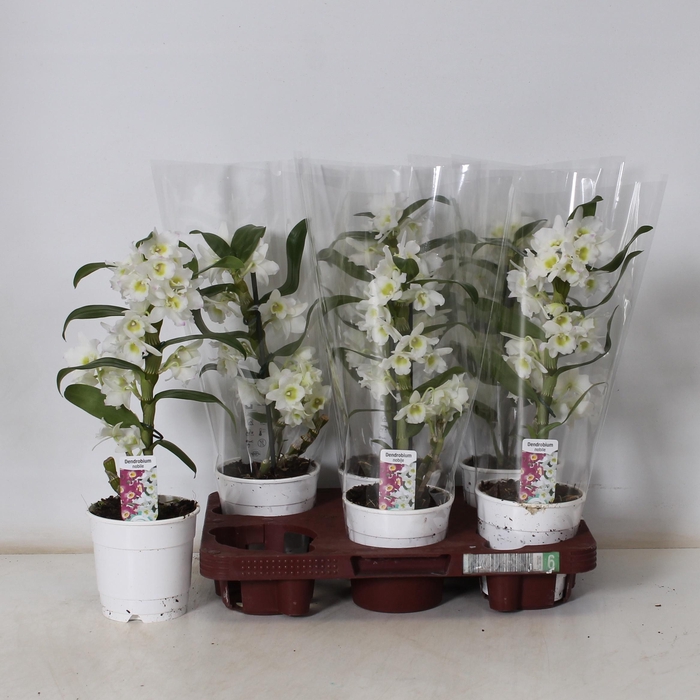 <h4>DEND NOBILE</h4>