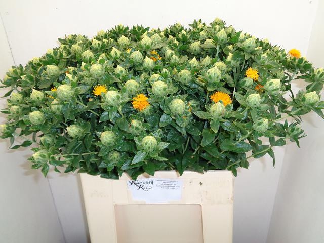 <h4>CARTH T ORANGE GRENA</h4>
