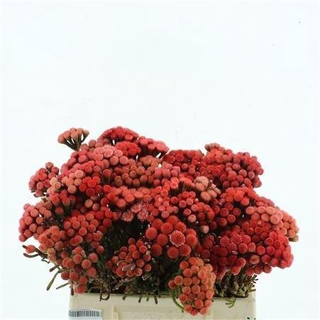 <h4>BRUN LA RED</h4>