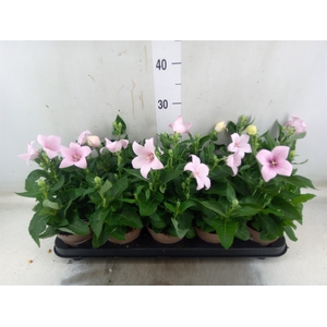 Platycodon grand. 'Astra Pink'