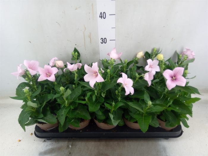<h4>Platycodon grand. 'Astra Pink'</h4>