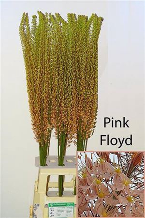 <h4>Eremurus Ov Rose</h4>