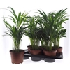 arr8 Dypsis Lutescens