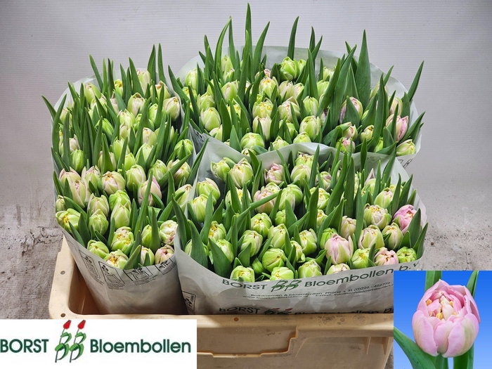 <h4>TU DU PESCARA</h4>