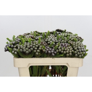 Kaaps Groen Albiflora