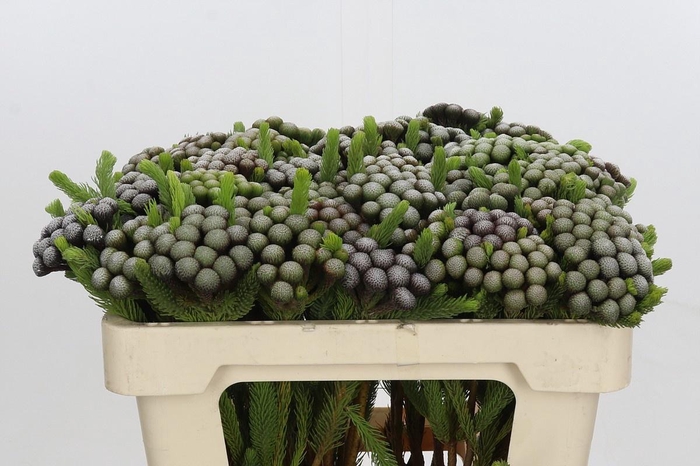 <h4>Kaaps Groen Albiflora</h4>