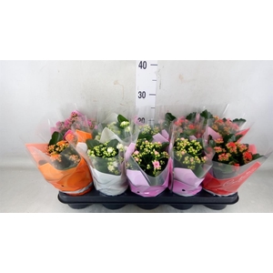 Kalanchoe blos.   ..rosebud mix  5