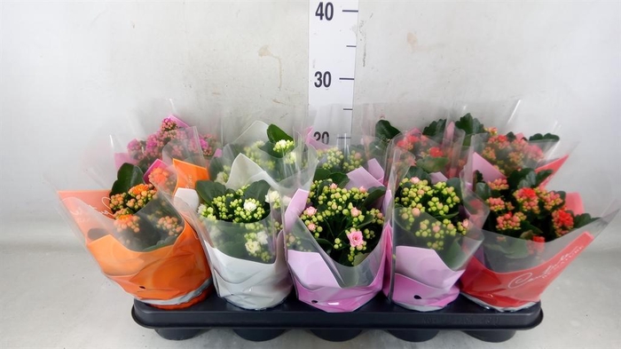 <h4>Kalanchoe blos. ..rosebud mix 5</h4>