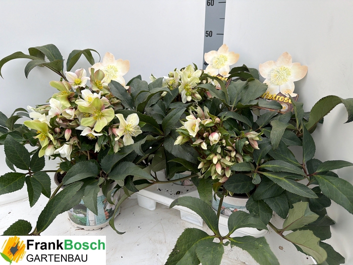 <h4>HELL HGC MERLIN</h4>