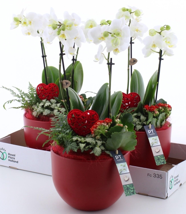 <h4>ARR KAMERPL</h4>