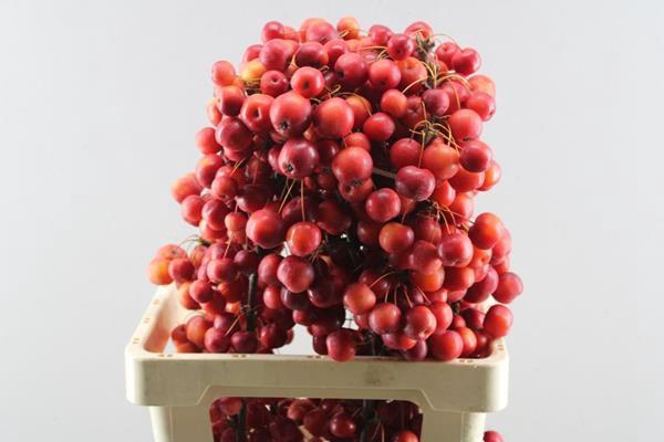 <h4>Malus Red Sentinel</h4>