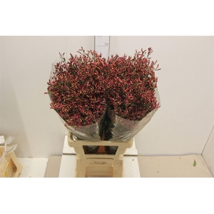 Lim Sin Scar Diamond