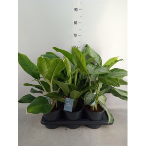 Aglaonema   ...mix