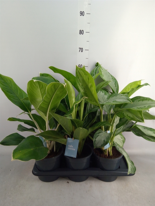 <h4>Aglaonema   ...mix</h4>