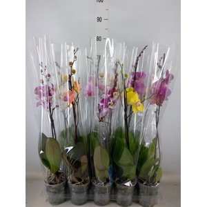 Phalaenopsis   ...mix  5