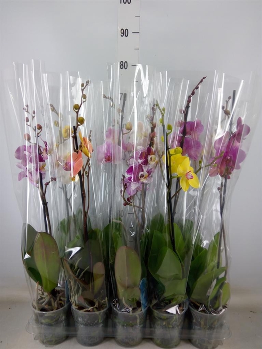 <h4>Phalaenopsis   ...mix  5</h4>