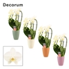 Phalaenopsis triple cascade wit in Carly (Craft world-collection